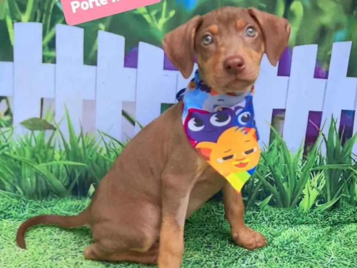 Cachorro raça SRD-ViraLata idade 2 a 6 meses nome Chocolate 