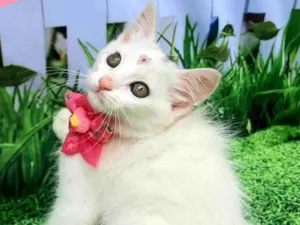 Gato raça SRD-ViraLata idade 2 a 6 meses nome Margaret