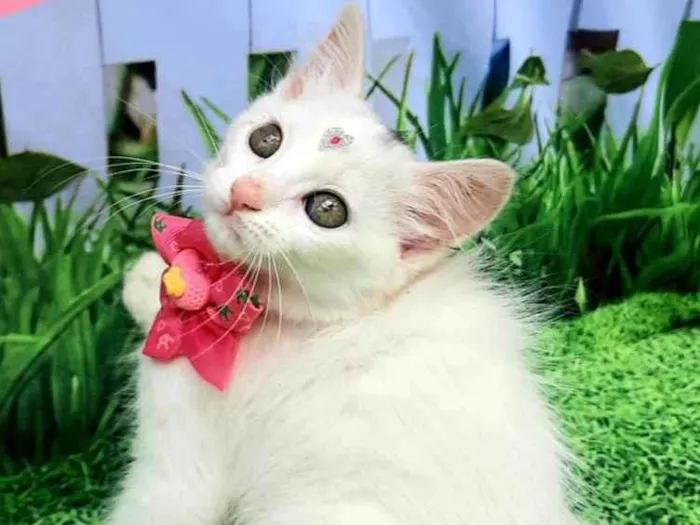 Gato raça SRD-ViraLata idade 2 a 6 meses nome Margaret