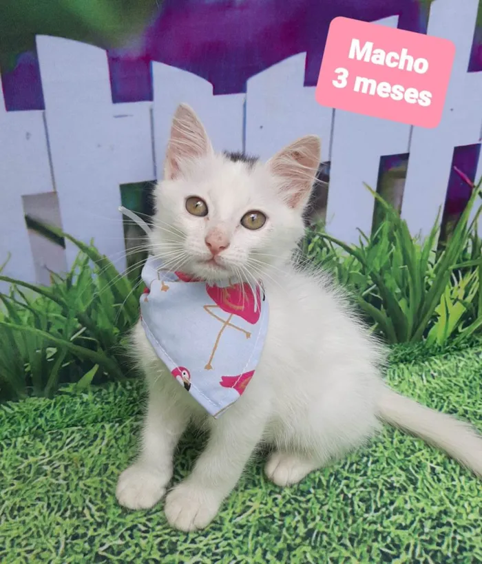 Gato raça SRD-ViraLata idade 2 a 6 meses nome Biel 