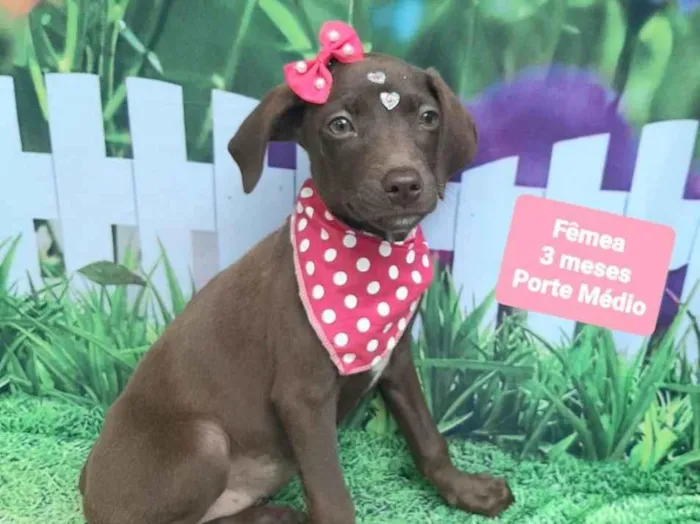 Cachorro raça SRD-ViraLata idade 2 a 6 meses nome Ste