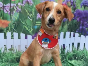 Cachorro raça SRD-ViraLata idade 7 a 11 meses nome Bartho