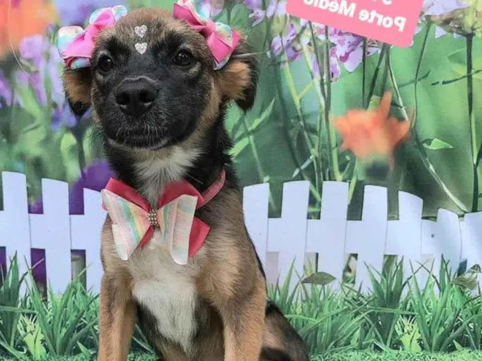 Cachorro raça SRD-ViraLata idade 2 a 6 meses nome Magali 