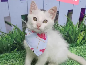 Gato raça SRD-ViraLata idade 2 a 6 meses nome Biel 