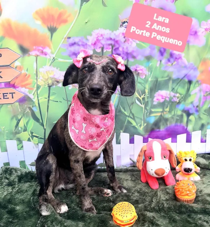 Cachorro raça SRD-ViraLata idade 2 anos nome Lara