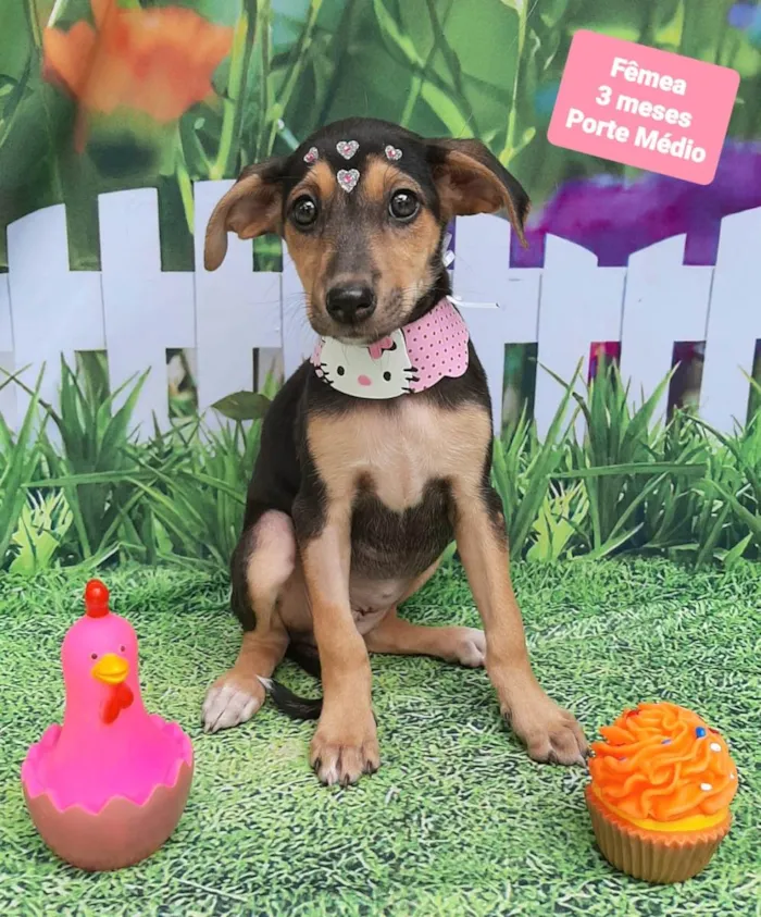 Cachorro raça SRD-ViraLata idade 2 a 6 meses nome Loren