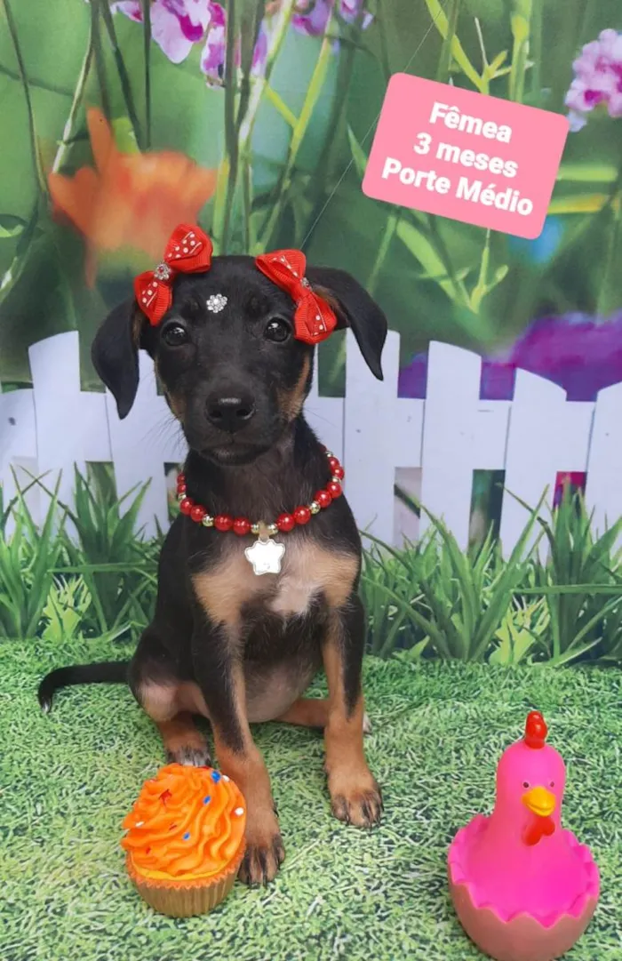 Cachorro raça SRD-ViraLata idade 2 a 6 meses nome Lily