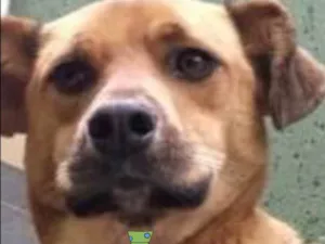 Cachorro raça Mestico  idade 7 a 11 meses nome Max 