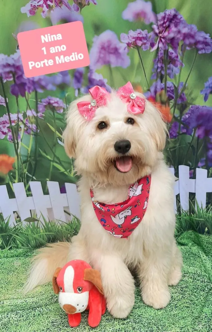 Cachorro raça SRD-ViraLata idade 1 ano nome Nina