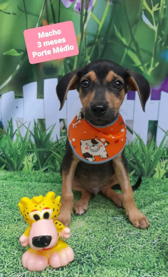 Cachorro raça SRD-ViraLata idade 2 a 6 meses nome Maicon