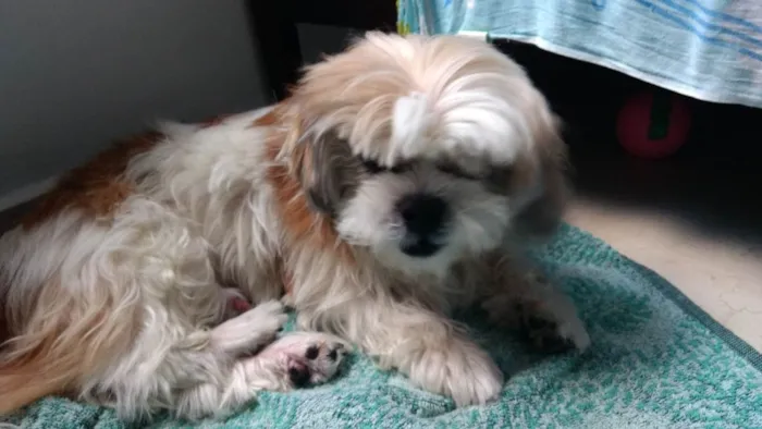 Cachorro ra a Lhasa Apso idade 6 ou mais anos nome Bruce