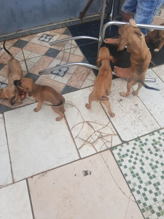 Cachorro raça SRD-ViraLata idade 2 a 6 meses nome Sem nome