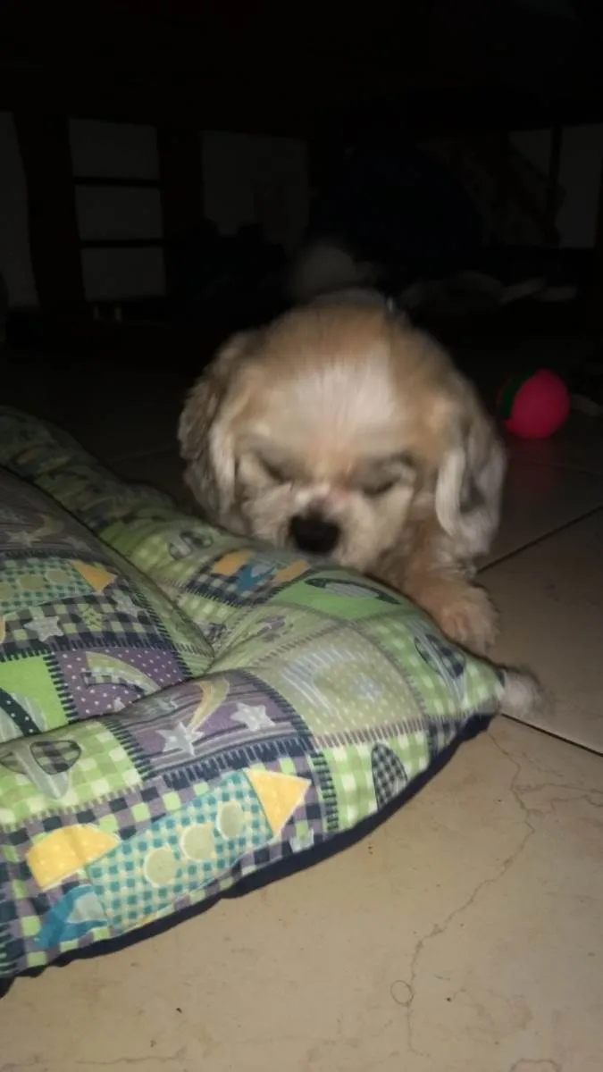 Cachorro ra a Lhasa Apso idade 6 ou mais anos nome Bruce