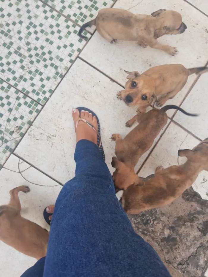 Cachorro raça SRD-ViraLata idade 2 a 6 meses nome Sem nome