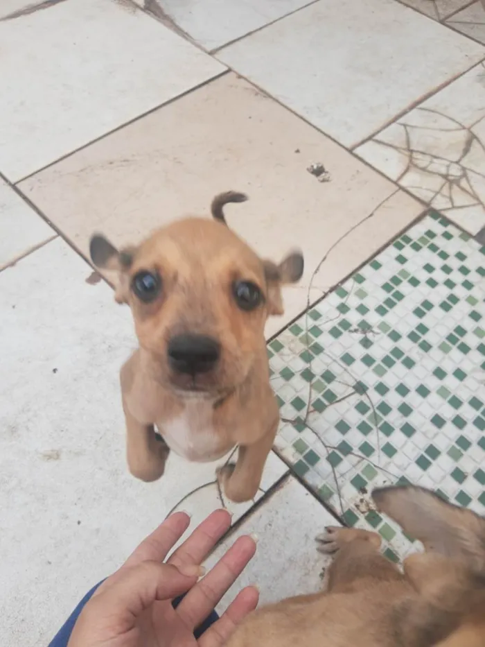 Cachorro raça SRD-ViraLata idade 2 a 6 meses nome Sem nome