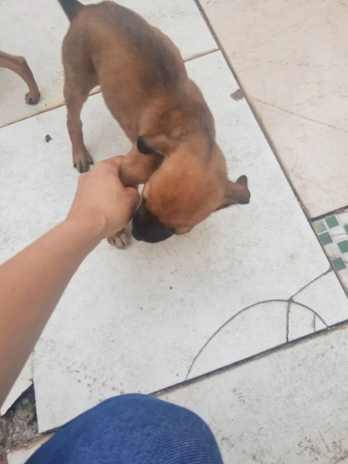 Cachorro raça SRD-ViraLata idade 2 a 6 meses nome Sem nome