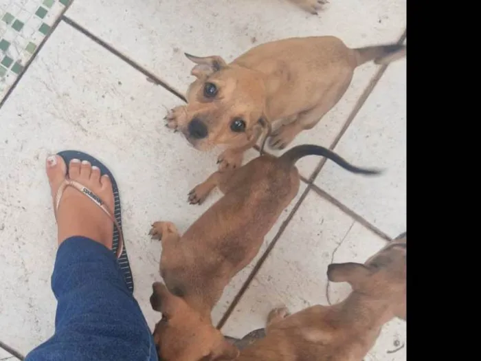 Cachorro raça SRD-ViraLata idade 2 a 6 meses nome Sem nome