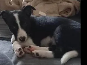 Cachorro raça Border collie idade 2 a 6 meses nome Pipoca
