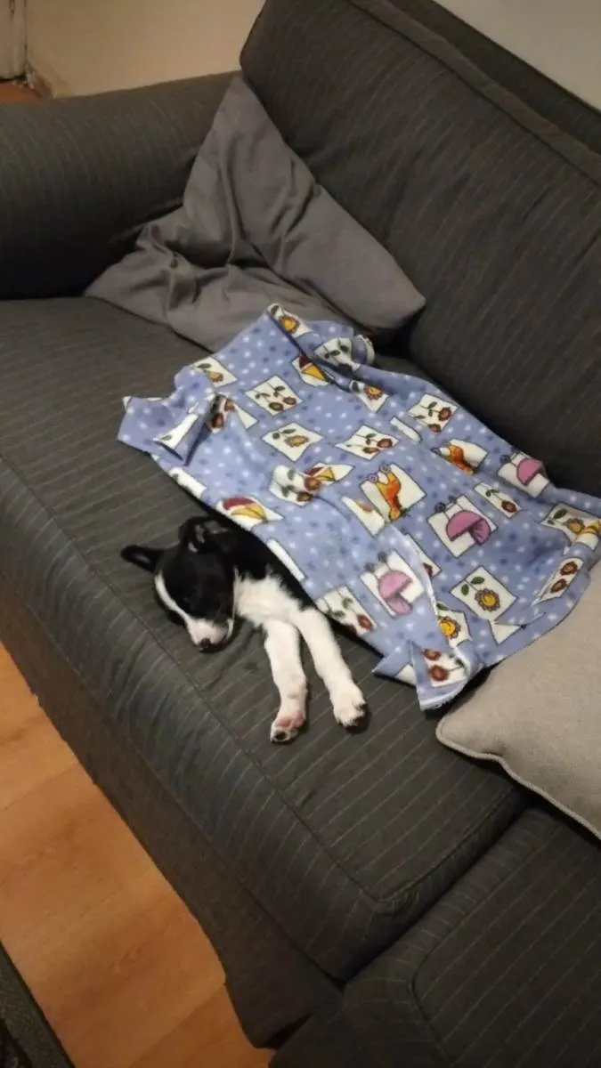 Cachorro raça Border collie idade 2 a 6 meses nome Pipoca