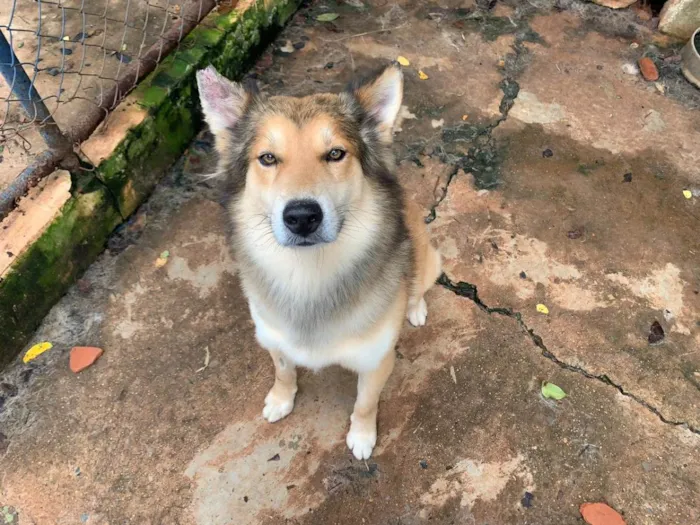 Cachorro ra a vira lata  idade 2 anos nome Apólo 