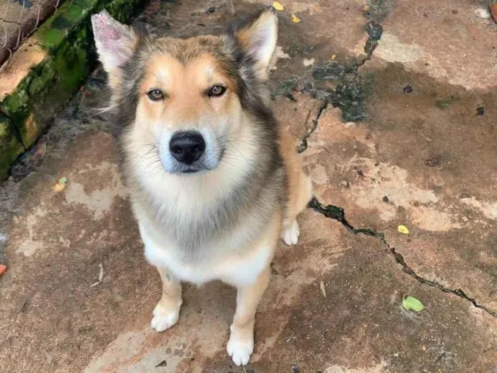 Cachorro ra a vira lata  idade 2 anos nome Apólo 