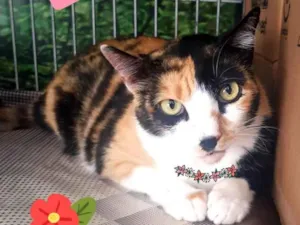 Gato raça SRD-ViraLata idade 2 anos nome Mia