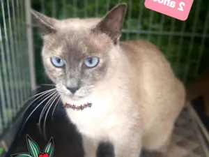 Gato raça SRD-ViraLata idade 2 anos nome Lua 
