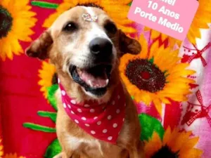 Cachorro raça SRD-ViraLata idade 6 ou mais anos nome Mel 10 anos