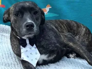 Cachorro raça SRD-ViraLata idade 1 ano nome Bam bam 
