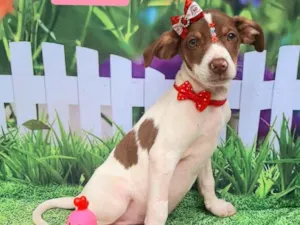 Cachorro raça SRD-ViraLata idade 2 a 6 meses nome Megan 