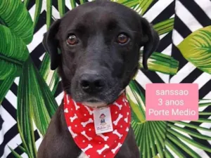 Cachorro raça SRD-ViraLata idade 3 anos nome Sanssao