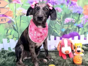 Cachorro raça SRD-ViraLata idade 2 anos nome Lara