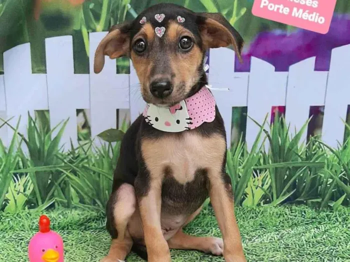 Cachorro raça SRD-ViraLata idade 2 a 6 meses nome Loren