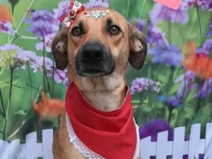 Cachorro raça SRD-ViraLata idade 2 anos nome Tina 
