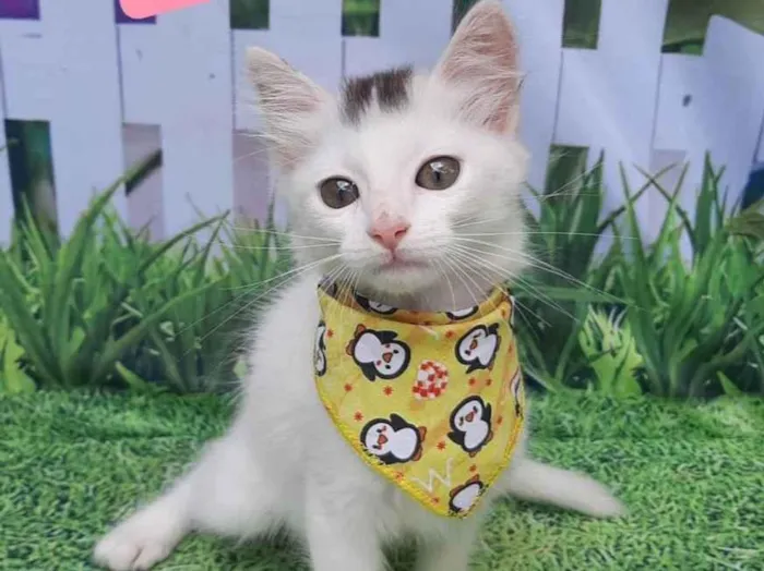 Gato raça SRD-ViraLata idade 2 a 6 meses nome Vini