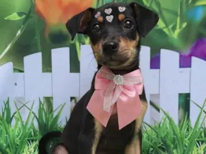 Cachorro raça SRD-ViraLata idade 2 a 6 meses nome Susan 