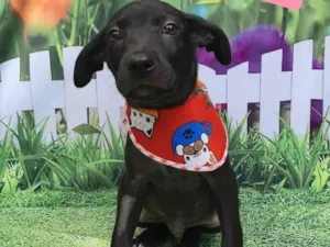 Cachorro raça SRD-ViraLata idade 2 a 6 meses nome Black