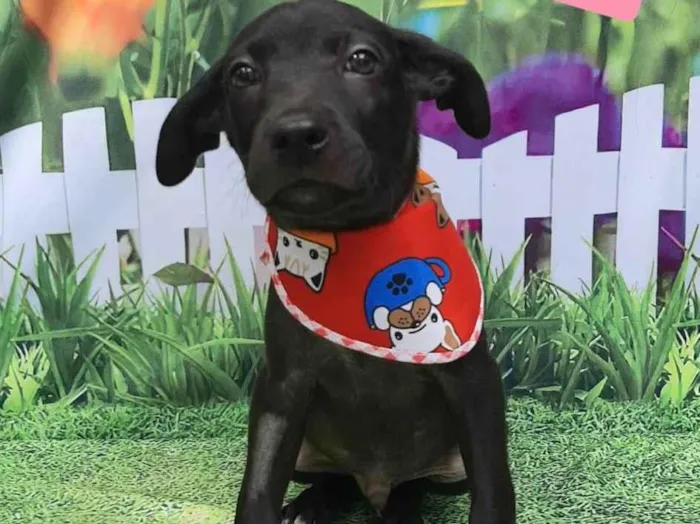 Cachorro raça SRD-ViraLata idade 2 a 6 meses nome Black