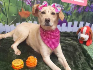 Cachorro raça SRD-ViraLata idade 2 anos nome Linda 