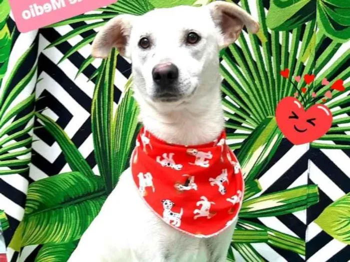 Cachorro raça SRD-ViraLata idade 3 anos nome Ayce