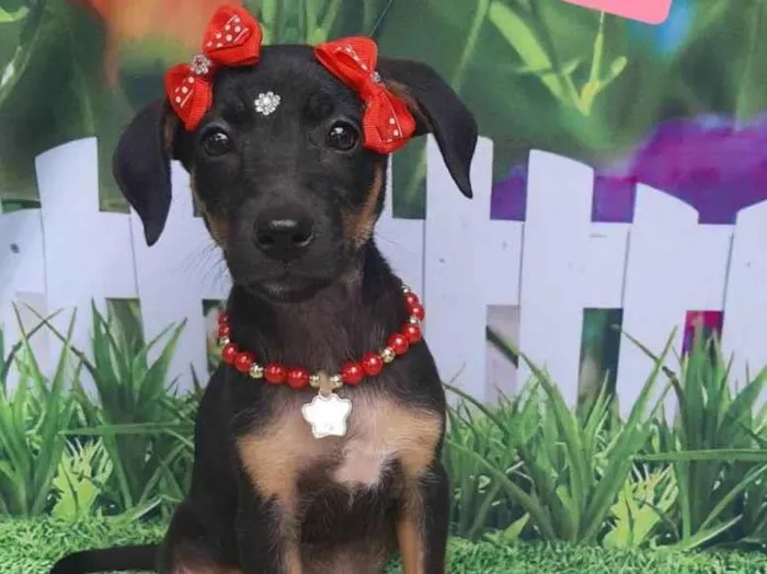 Cachorro raça SRD-ViraLata idade 2 a 6 meses nome Lily