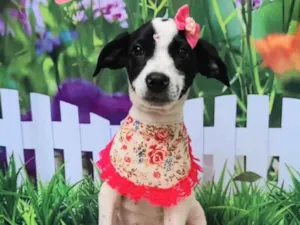 Cachorro raça SRD-ViraLata idade 2 a 6 meses nome Floquinha 