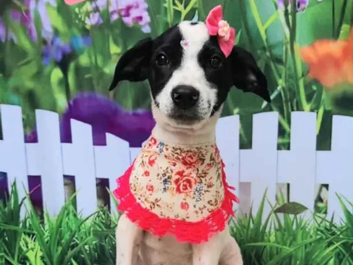 Cachorro raça SRD-ViraLata idade 2 a 6 meses nome Floquinha 