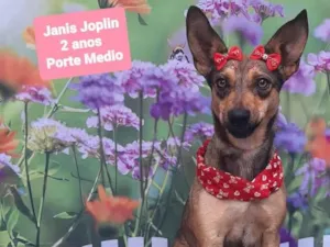 Cachorro raça SRD-ViraLata idade 2 anos nome Janis joplin