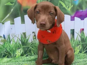 Cachorro raça SRD-ViraLata idade 2 a 6 meses nome Vitor