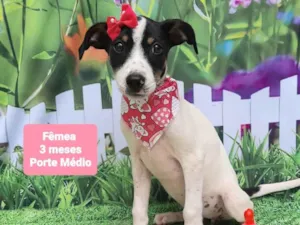Cachorro raça SRD-ViraLata idade 2 a 6 meses nome Jana