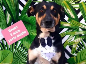 Cachorro raça SRD-ViraLata idade 2 anos nome Bruno