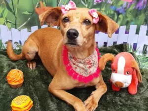 Cachorro raça SRD-ViraLata idade 6 ou mais anos nome Nina 2