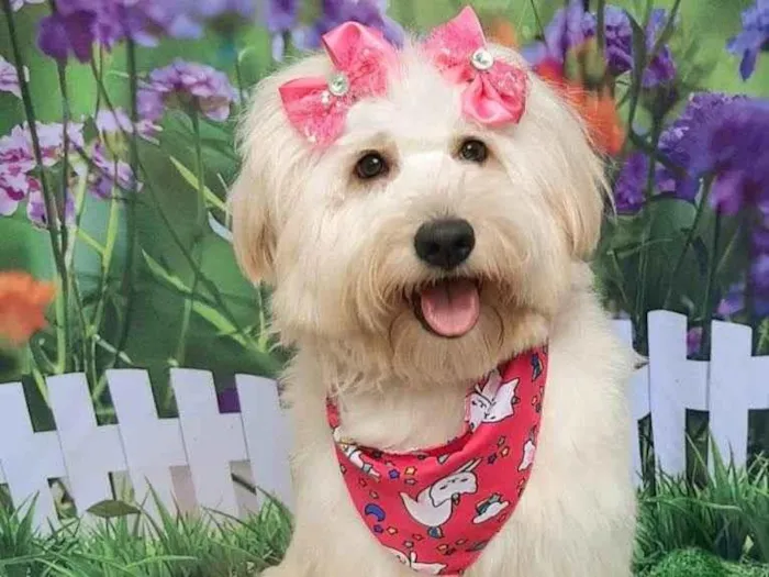 Cachorro raça SRD-ViraLata idade 1 ano nome Nina