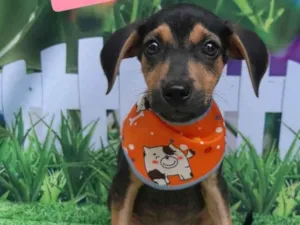 Cachorro raça SRD-ViraLata idade 2 a 6 meses nome Maicon
